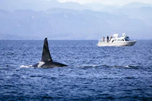 Wild Killer Whale Watching at Vancouver Island, British Columbia, Canada Wild Killer Whale Watching at Vancouver Island, British Columbia, Canada