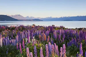 Wild lupins, Lake Tekapo, Mackenzie Country, Canterbury, South Island, New Zealand Wild lupins, Lake Tekapo, Mackenzie Country, Canterbury, South Island, New Zealand