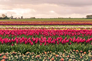 Windmills and tulip fields full of flowers in Netherland Windmills and tulip fields full of flowers in Netherland