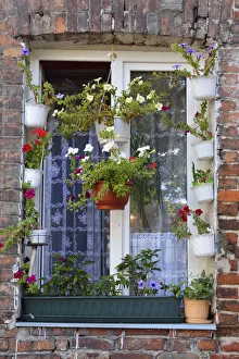 A window with flowers among the remaining buildings of the fierce fighting between A window with flowers among the remaining buildings of the fierce fighting between