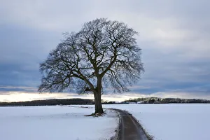 Winter tree & country lane, Gloucestershire, UK Winter tree & country lane, Gloucestershire, UK