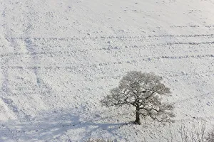 Winter tree & snow, Gloucestershire, UK Winter tree & snow, Gloucestershire, UK