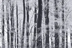 Winter trees & frost, Gloucestershire, UK Winter trees & frost, Gloucestershire, UK