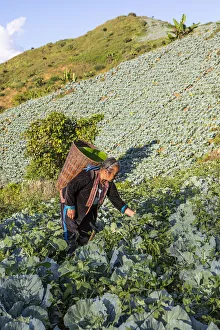 A woman working in the field near a Hmong village in Mae Hong Son provence A woman working in the field near a Hmong village in Mae Hong Son provence