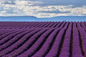 A wonderful day in valensole in purple waves of the sea, Valensole Plateau, Provence A wonderful day in valensole in purple waves of the sea, Valensole Plateau, Provence