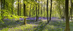 Woodland of Bluebells (Hyacinthoides non-scripta) Hertfordshire, England Woodland of Bluebells (Hyacinthoides non-scripta) Hertfordshire, England