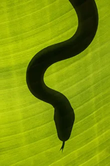Yellow rat snake (Elaphe obsoleta quadrivittata), South AFrica (Captive) Yellow rat snake (Elaphe obsoleta quadrivittata), South AFrica (Captive)