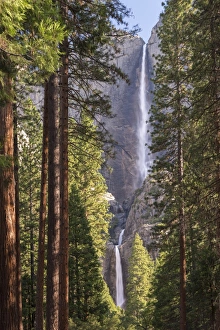 Yosemite Falls through the conifer woodlands of Yosemite Valley, California, USA Yosemite Falls through the conifer woodlands of Yosemite Valley, California, USA