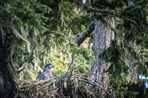 Young bald eagle in the nest, Vancouver Island, British Columbia, Canada Young bald eagle in the nest, Vancouver Island, British Columbia, Canada