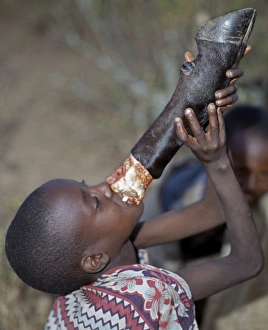 A young Samburu boy sucks marrow straight from the leg bone of a cow A young Samburu boy sucks marrow straight from the leg bone of a cow