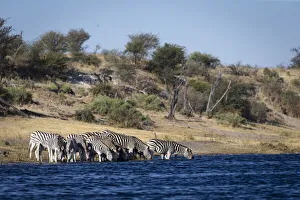 Southern Africa Nature Prints: Zebra, Boteti River, Botswana