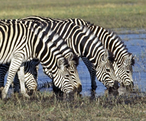 African Savannah Wildlife Prints: Zebra with a distinctive shadow stripe pattern