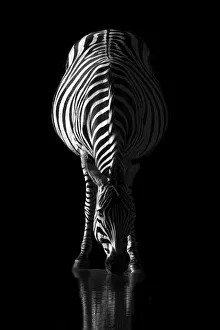 Zebra at sunrise, Okavango Delta, Botswana Zebra at sunrise, Okavango Delta, Botswana