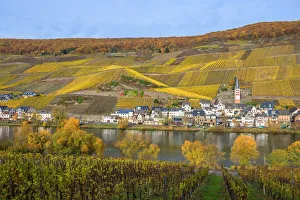 Zell-Merl, Mosel valley, Rhineland-Palatinate, Germany Zell-Merl, Mosel valley, Rhineland-Palatinate, Germany