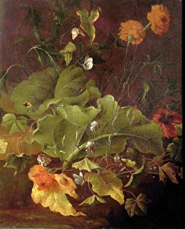 Dock Leaves and Other Flowers - James Sillett Dock Leaves and Other Flowers - James Sillett