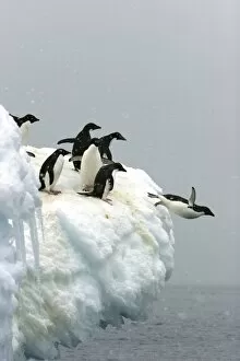 Images Dated 7th January 2004: Adelie penguin (Pygoscelis adeliae) leaping off an iceberg to return to the sea to feed on Devil