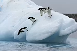 Images Dated 7th January 2004: Adult Adelie penguins (Pygoscelis adeliae) lining up to leap off of an iceberg at Paulet Island in