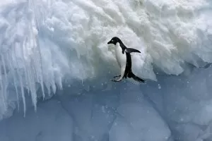 Images Dated 7th January 2004: Adult Adelie penguins (Pygoscelis adeliae) falling off of an iceberg in a snowstorm at Paulet