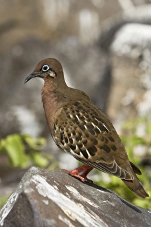 An adult Galapagos dove (Zenaida galapagoensis) in beautiful breeding plumage on Espanola An adult Galapagos dove (Zenaida galapagoensis) in beautiful breeding plumage on Espanola
