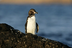 Adult Galapagos penguin (Spheniscus mendiculus) in the Galapagos Island Group, Ecuador Adult Galapagos penguin (Spheniscus mendiculus) in the Galapagos Island Group, Ecuador