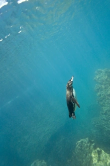 Adult Galapagos penguin (Spheniscus mendiculus) foraging underwater on small baitfish in Adult Galapagos penguin (Spheniscus mendiculus) foraging underwater on small baitfish in