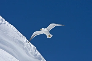 An adult kelp gull (Larus dominicanus) in flight near the Antarctic peninsula in An adult kelp gull (Larus dominicanus) in flight near the Antarctic peninsula in