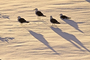 Adult kelp gulls (Larus dominicanus) on an ice floe at sunset near the Antarctic Adult kelp gulls (Larus dominicanus) on an ice floe at sunset near the Antarctic
