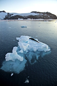 Adult leopard seal on ice floe in Antarctica. The Leopard seal (Hydrurga leptonyx) Adult leopard seal on ice floe in Antarctica. The Leopard seal (Hydrurga leptonyx)