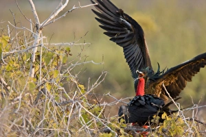 Adult male great frigate bird (Fregata minor) at nesting and breeding site (note red expanded gular pouch) Adult male great frigate bird (Fregata minor) at nesting and breeding site (note red expanded gular pouch)