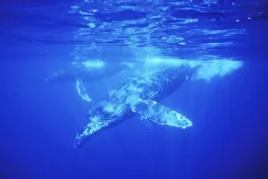 Images Dated 1st January 2006: Adult male Humpback Whales (Megaptera novaeangliae) approaching underwater in the AuAu Channel