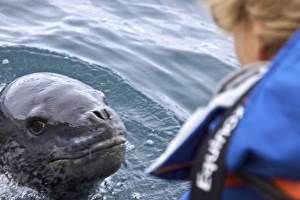 Adult male leopard seal (Hydrurga leptonyx) with Lindblad Expeditions guest in Zodiac Adult male leopard seal (Hydrurga leptonyx) with Lindblad Expeditions guest in Zodiac