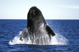 Adult Southern Right Whale (Eubalaena australis) breaching in Golfo Nuevo, Patagonia, Argentina Adult Southern Right Whale (Eubalaena australis) breaching in Golfo Nuevo, Patagonia, Argentina