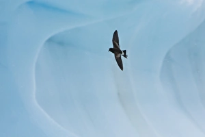 Adult Wilsons storm petrel (Oceanites oceanicus) on the wing and feeding after an iceberg calved near Port Lockroy Adult Wilsons storm petrel (Oceanites oceanicus) on the wing and feeding after an iceberg calved near Port Lockroy
