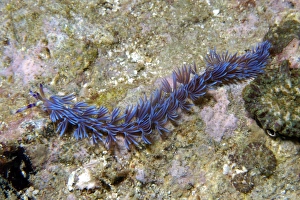 Aeolid nudibranch, Pteraeolidia ianthina, Gato Island, Cebu, Philippines (rr) Aeolid nudibranch, Pteraeolidia ianthina, Gato Island, Cebu, Philippines (rr)