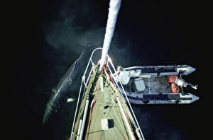 Aerial shot of the research yacht, The Song of the Whale, being investigated by a Minke whale Aerial shot of the research yacht, The Song of the Whale, being investigated by a Minke whale