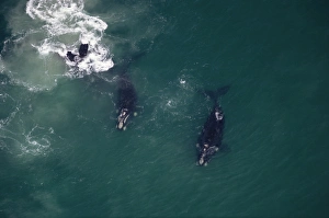 Aerial view of Southern right whales (Eubalaena australis) in feeding grounds, South Africa Aerial view of Southern right whales (Eubalaena australis) in feeding grounds, South Africa