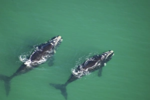 Aerial view of Southern right whales (Balaena glacialis australis) in shallow water. Cape Peninsular, South Africa (rr) Aerial view of Southern right whales (Balaena glacialis australis) in shallow water. Cape Peninsular, South Africa (rr)