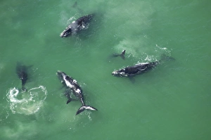 Aerial view of Southern right whales with calfs (Balaena glacialis australis) in shallow water Aerial view of Southern right whales with calfs (Balaena glacialis australis) in shallow water