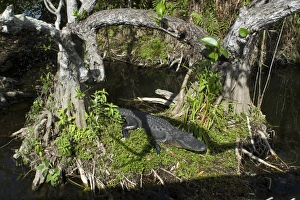 Alligators, Alligator mississippiensis, at Everglades National Park, Florida, USA Alligators, Alligator mississippiensis, at Everglades National Park, Florida, USA
