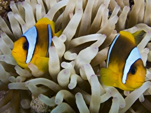 Tropical Fish Pictures Prints: Anemone Fish