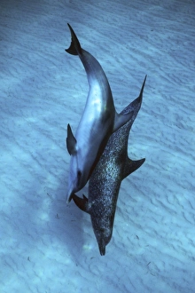 Atlantic Spotted Dolphin pair (Stenella frontalis) underwater on the Little Bahama Banks, Grand Bahama Island, Bahamas Atlantic Spotted Dolphin pair (Stenella frontalis) underwater on the Little Bahama Banks, Grand Bahama Island, Bahamas