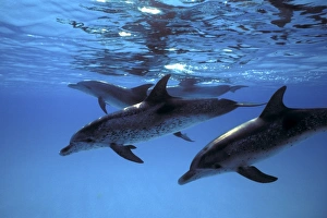 Atlantic Spotted Dolphin pod (Stenella frontalis) underwater on the Little Bahama Banks, Grand Bahama Island, Bahamas Atlantic Spotted Dolphin pod (Stenella frontalis) underwater on the Little Bahama Banks, Grand Bahama Island, Bahamas
