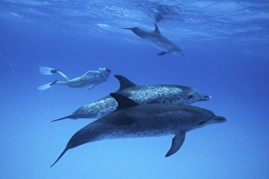 Atlantic Spotted Dolphin, Stenella frontalis, underwater on the Little Bahama Banks, GB, Bahamas Atlantic Spotted Dolphin, Stenella frontalis, underwater on the Little Bahama Banks, GB, Bahamas