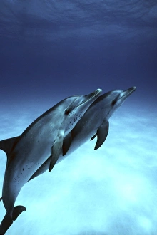 Atlantic Spotted Dolphin (Stenella frontalis) calves underwater on the Little Bahama Banks, Grand Bahama Island Atlantic Spotted Dolphin (Stenella frontalis) calves underwater on the Little Bahama Banks, Grand Bahama Island