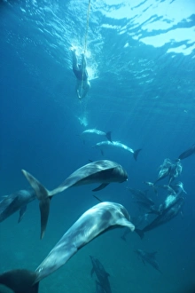 Atlantic spotted dolphins (Stenella frontalis) and snorkellers towing on a rope behind boat. Bimini, Bahamas Atlantic spotted dolphins (Stenella frontalis) and snorkellers towing on a rope behind boat. Bimini, Bahamas