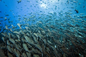 Baitfish by the thousands from the Galapagos Island Archipeligo, Ecuador. Pacific Ocean Baitfish by the thousands from the Galapagos Island Archipeligo, Ecuador. Pacific Ocean