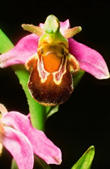 Exotic Plant Life Prints: A Bee Orchid