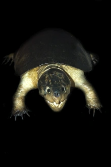 Big Headed Amazon River Turtle Print