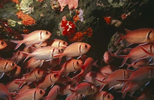 Blackbar soldier fish (Mynpristis jacobus), large school of fish, British Virgin Islands Blackbar soldier fish (Mynpristis jacobus), large school of fish, British Virgin Islands