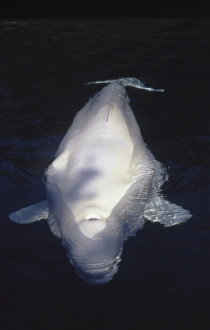 Blowhole of beluga (Delphinapterus leucas) Blowhole of beluga (Delphinapterus leucas)